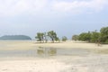 Trees grow from the sand, low tide on the sea in a shallow bay, summer landscape Royalty Free Stock Photo