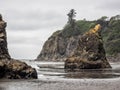 Trees grow on sea stacks at sandy beach Royalty Free Stock Photo