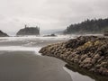 Trees grow on sea stacks at sandy beach Royalty Free Stock Photo