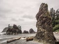 Trees grow on sea stacks at sandy beach Royalty Free Stock Photo