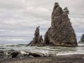 Trees grow on sea stacks at sandy beach Royalty Free Stock Photo