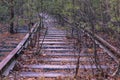 Trees growing between abandoned railway tracks covered with dry leaves Royalty Free Stock Photo