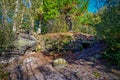 Trees growing above a rock face with tree roots showing ongrowing down over the top of the rock face Royalty Free Stock Photo