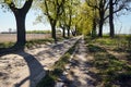 Trees growing along a dirt road dearly in spring