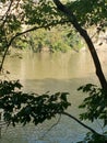 Trees Growing in Ancient River