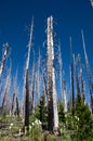 Trees Growing Back