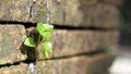 Trees growing in the brick. Ancient old red brick wall with small green tree sprout in wall. Concept of hope and rebirth or new li