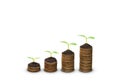 Trees growing on coins Royalty Free Stock Photo