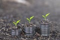 Trees growing on coins . Plant growing on Money coin stack. Saving money concept.