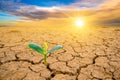 Trees are growing in dry ground Concept Forest and nature conservation Royalty Free Stock Photo