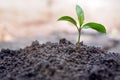 Trees growing from fertile soil Ideas to nourish trees, save energy, protect the environment, create soil, create and save the Royalty Free Stock Photo