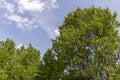 Trees growing on a hill in windy weather Royalty Free Stock Photo