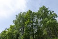 Trees growing on a hill in windy weather Royalty Free Stock Photo