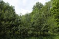 Trees growing on a hill in windy weather Royalty Free Stock Photo