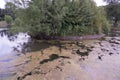 Trees growing on island in algae covered pond Royalty Free Stock Photo