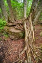 Trees growing on large boulder with big stretch of roots reaching to the ground Royalty Free Stock Photo