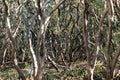 Trees growing in mangrove swamp ideal as natural background Royalty Free Stock Photo