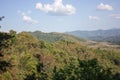 Trees growing on mountain