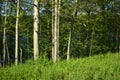 Trees growing near the river. Royalty Free Stock Photo