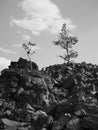 Trees growing in obsidian Royalty Free Stock Photo