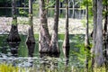 Trees in water Royalty Free Stock Photo