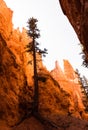 Trees growing out of red rock in Bryce Canyon National Park - Utah, USA Royalty Free Stock Photo