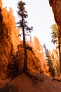 Trees growing out of red rock in Bryce Canyon National Park - Utah, USA