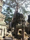 The trees growing out of the ruins at TaProhm Royalty Free Stock Photo