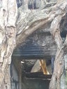 The trees growing out of the ruins at TaProhm Royalty Free Stock Photo