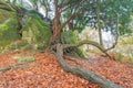 Trees growing out of the sandstone rocks and arching across the leaf strewn footpath in Sussex England on an Autumn day Royalty Free Stock Photo