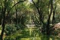 Trees growing over a green stream - lush and tropical