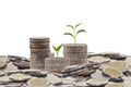 Trees growing on pile of coins money Royalty Free Stock Photo