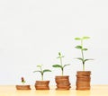 Trees growing on pile of coins money on white background Royalty Free Stock Photo