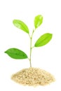 Trees growing in Pile Rice