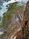 Trees Growing on Rock Ledge above New River Bike Trail