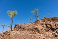 Trees growing on the rocky wall at Ghost gum tree walk. Clear sky, no clouds, no people. Ormiston gorge, Macdonnell ranges, Royalty Free Stock Photo