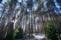 Trees growing in the sky on a sunny day, Winter path in the forest, the sun breaks through the trunks of trees Royalty Free Stock Photo