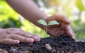 Trees growing in soil and human hands caring for trees Earth day concept Royalty Free Stock Photo