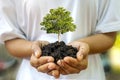 Trees are growing in the soil on human hands, Earth Day concept Royalty Free Stock Photo