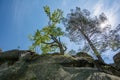 Trees growing on top of the rock in sun rays Royalty Free Stock Photo