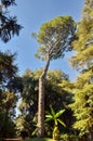 Trees growing in Villa Borgese Park, Rome.
