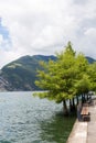 Trees growing in the water Taxodium distichum along the lake promenade against the backdrop of the mountains in the Royalty Free Stock Photo