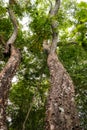 Trees growing in the wild at Arabuko Sokoke Forest Reserves in Malindi, Kenya Royalty Free Stock Photo