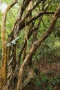 Trees growing in the wild at Arabuko Sokoke Forest Reserves in Malindi, Kenya Royalty Free Stock Photo