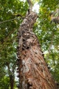 Trees growing in the wild at Arabuko Sokoke Forest Reserves in Malindi, Kenya Royalty Free Stock Photo