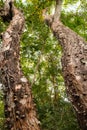 Trees growing in the wild at Arabuko Sokoke Forest Reserves in Malindi, Kenya Royalty Free Stock Photo