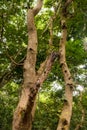 Trees growing in the wild at Arabuko Sokoke Forest Reserves in Malindi, Kenya Royalty Free Stock Photo