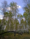 Trees grown in the forest on a dry broken tree