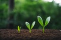 Trees and growth In a white pot,Financial growth Money in a glass Royalty Free Stock Photo