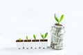 Trees and growth In a white pot,Financial growth Money in a glass Royalty Free Stock Photo